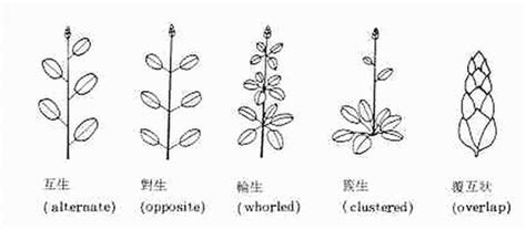 葉子生長在莖上的位置稱為什麼|葉序〈phyllotaxis〉